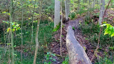 A narrow dirt trail meanders through a lush forest, with trees, green foliage, and a fallen log bridging a small dip in the landscape.