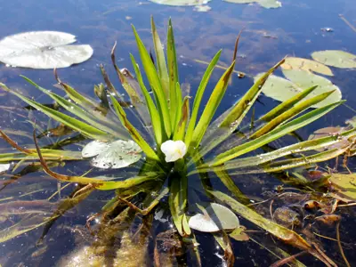 Water soldier peeks through the waters surface, surrounded by lily pads.