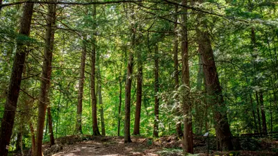 Sunlight filtering through the canopy of trees in a dense forest, casting shadows on a dirt path.