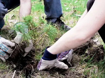 hands shown planting a small pine tree