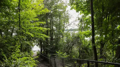 A tranquil pathway surrounded by lush green trees leading towards a lake, with a metal railing on one side.