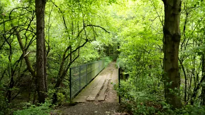 A tranquil wooden footbridge surrounded by lush greenery and trees in a densely wooded area.