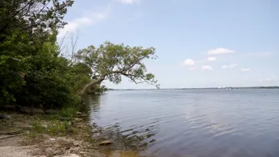 Scenic view of a large lake with clear skies, featuring trees along the shore and one tree leaning out over the water.