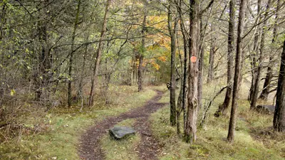 A serene forest pathway lined with trees showcasing early autumn foliage, with a few leaves turned orange, and a narrow trail meandering through the woods.