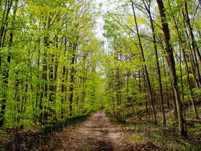 A scenic path winding through a lush, green forest with tall trees and sunlight filtering through the leaves.