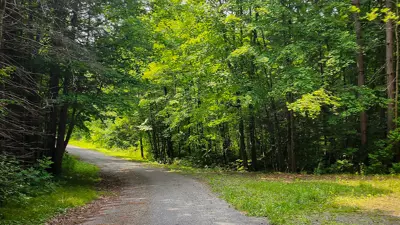 A serene path winds through a lush green forest, filled with an abundance of trees and sunlight filtering through the foliage.