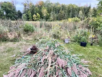 A pile of invasive phragmites