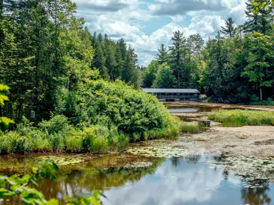 Scenic view of a serene pond surrounded by lush greenery with a wooden bridge in the background under a clear blue sky.