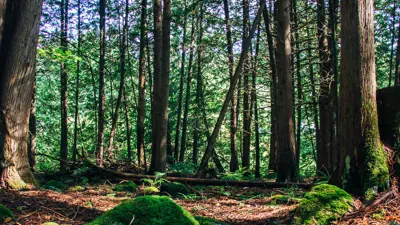 Sunlight filters through the canopy in a lush, dense forest with tall trees and moss-covered rocks.