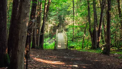 A serene pathway through a lush green forest leading to a small wooden bridge. Sunlight filters through the dense canopy, casting dappled light on the ground.