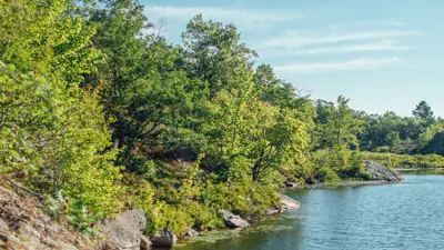 Lush greenery and rocks along the shoreline of a calm lake under a clear blue sky.