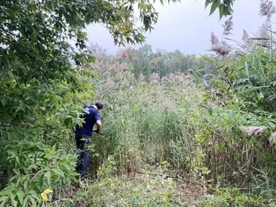 A person inspecting a dense, overgrown field with invasive phragmites.