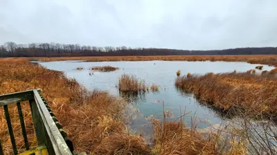 View of a wetland under an overcast sky, featuring a wooden observation deck.