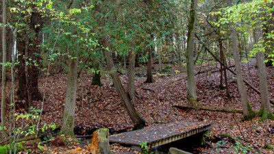 A serene woodland scene featuring a simple wooden bridge amid a carpet of fallen leaves, surrounded by dense trees.