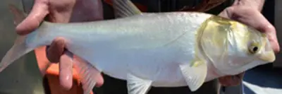 Invasive silver carp