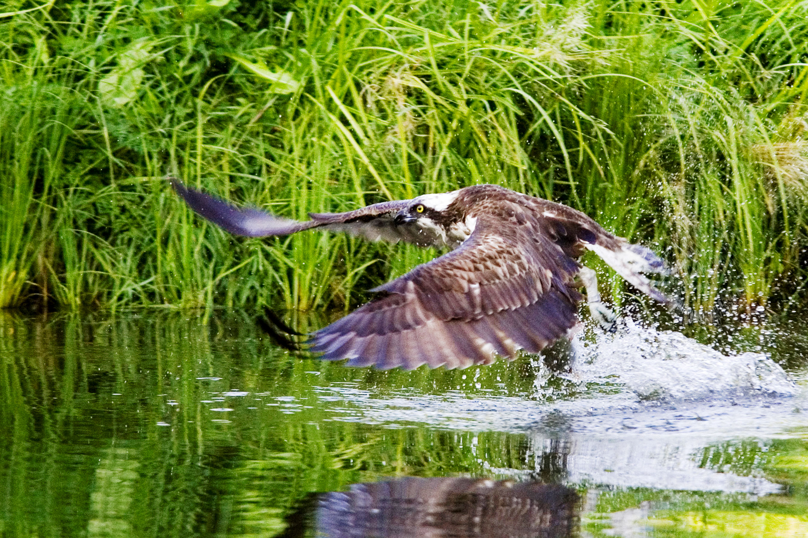 Community Wildlife Monitoring Program Banner
