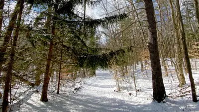 Snow-covered path through a forest with tall trees and sunlight filtering through branches.
