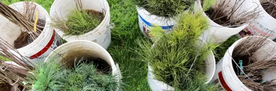 Tree Seedling Program Banner