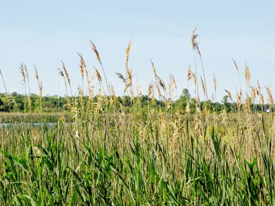 Invasive phragmites
