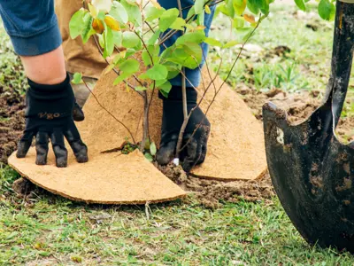 Person planting a young tree, using a shovel and biodegradable mat to stabilize the soil.