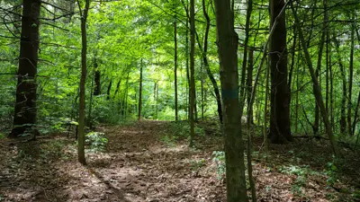 A serene forest path with scattered leaves and tall trees marked by a blue trail sign.