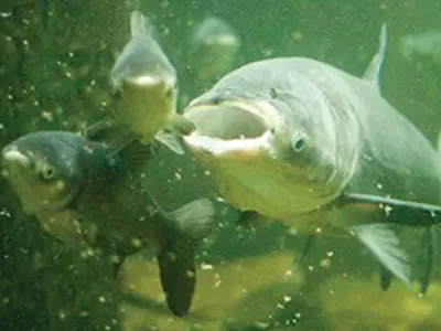 A group of invasive carp.