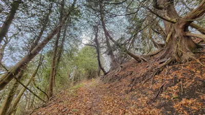 A scenic view of a forest path lined with large, gnarled trees and a blanket of fallen leaves, sunlight filtering through the dense canopy above.
