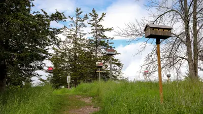 Pathway leading through a grassy area with trees, featuring a wooden birdhouse on a post and multiple bird feeders in the background.