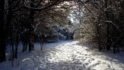 Winter scene showing a sunlit path covered in snow, flanked by snow-covered trees, creating a natural archway.