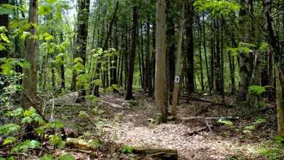 A tranquil forest scene with dense trees and a small trail leading through it. Sunlight filters through the foliage, illuminating patches of the forest floor.
