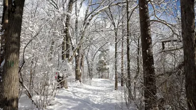 A serene winter scene in a snowy forest with tall trees lining a path that stretches into the distance. Sunlight filters through the branches, casting light and shadows on the snow-covered ground.