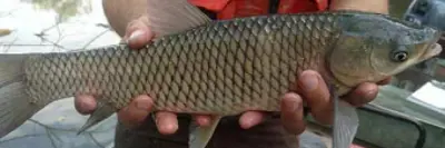 Invasive grass carp