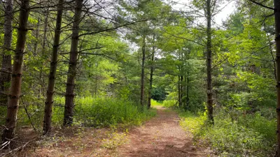 A serene pathway lined with tall pine trees in a forest, leading into a sunlit clearing.