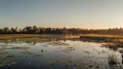 Sunset over a wetland, with golden light reflecting on a still water surface covered in lily pads and surrounded by dense reeds.