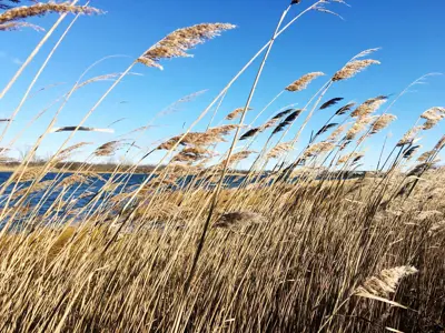 Invasive phragmites