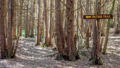 A forest scene with a "Nature Trail" sign pointing to the right, amid numerous tall trees with sunlight filtering through the branches.