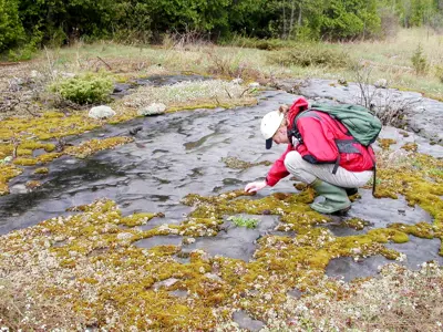 A person in a red jacket and white hat examines plant life in a moss-covered rocky area.