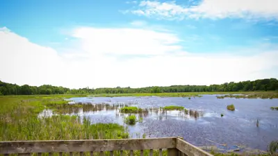 View of a tranquil wetland with lush greenery under a clear sky, seen from a wooden viewing platform.