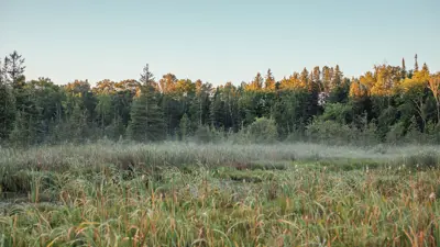 Scenic view of a lush, green marshland with tall grass in the foreground and dense trees in the background under a clear sky.