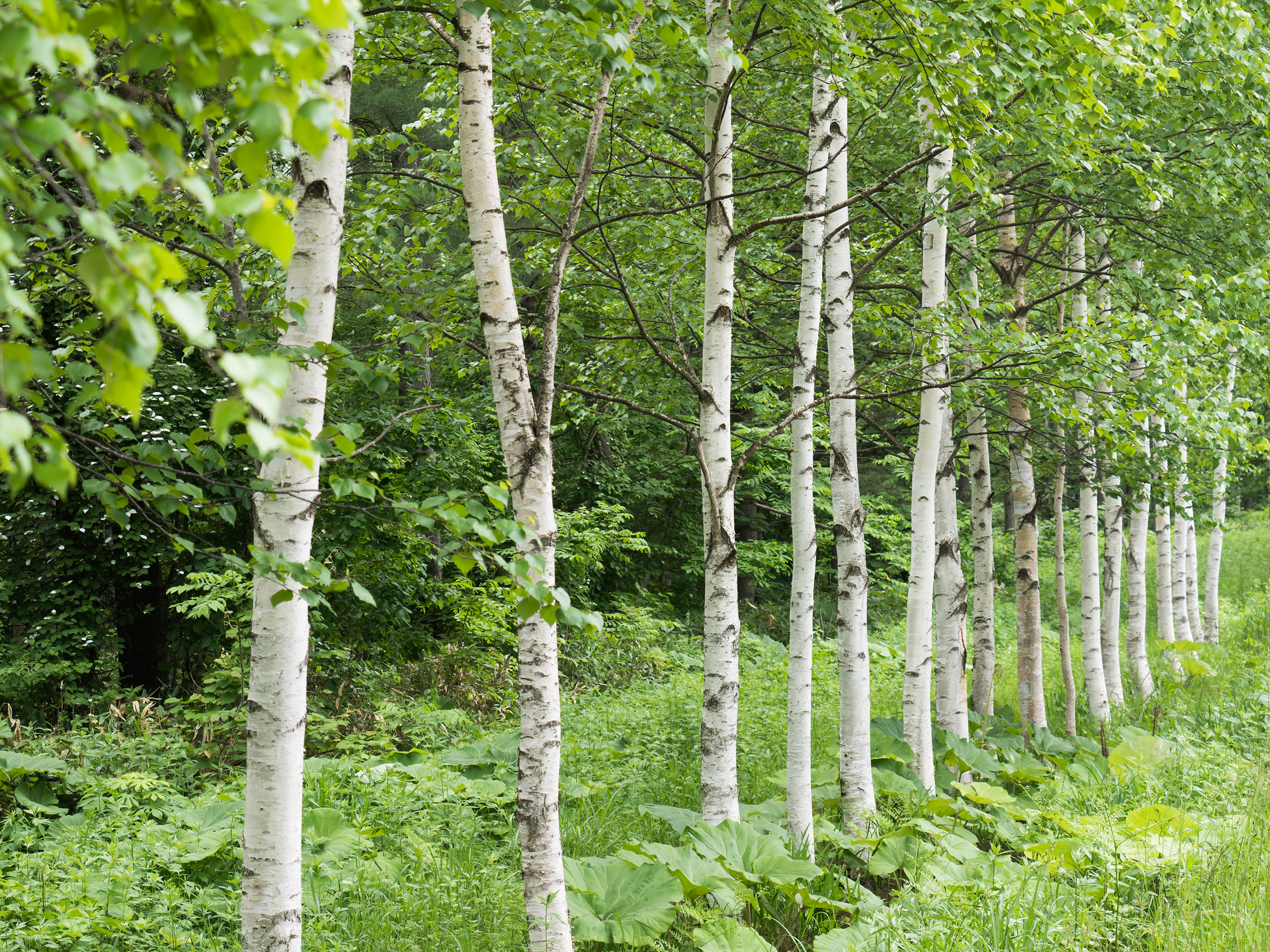 A row of birch trees with white bark, standing in lush green foliage.