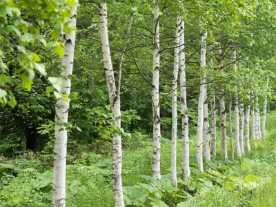 A row of birch trees with white bark, standing in lush green foliage.