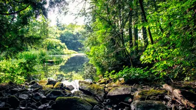 Scenic view of a tranquil pond surrounded by lush greenery and trees, with sunlight filtering through the foliage and a rocky foreground.