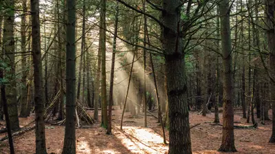 Sunlight filtering through the trees in a dense forest.