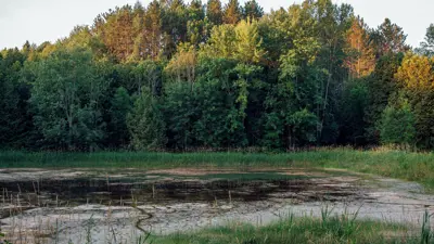 A serene view of a shallow pond in the foreground with a dense forest of mixed trees in the background, reflecting the tranquility of a natural landscape.
