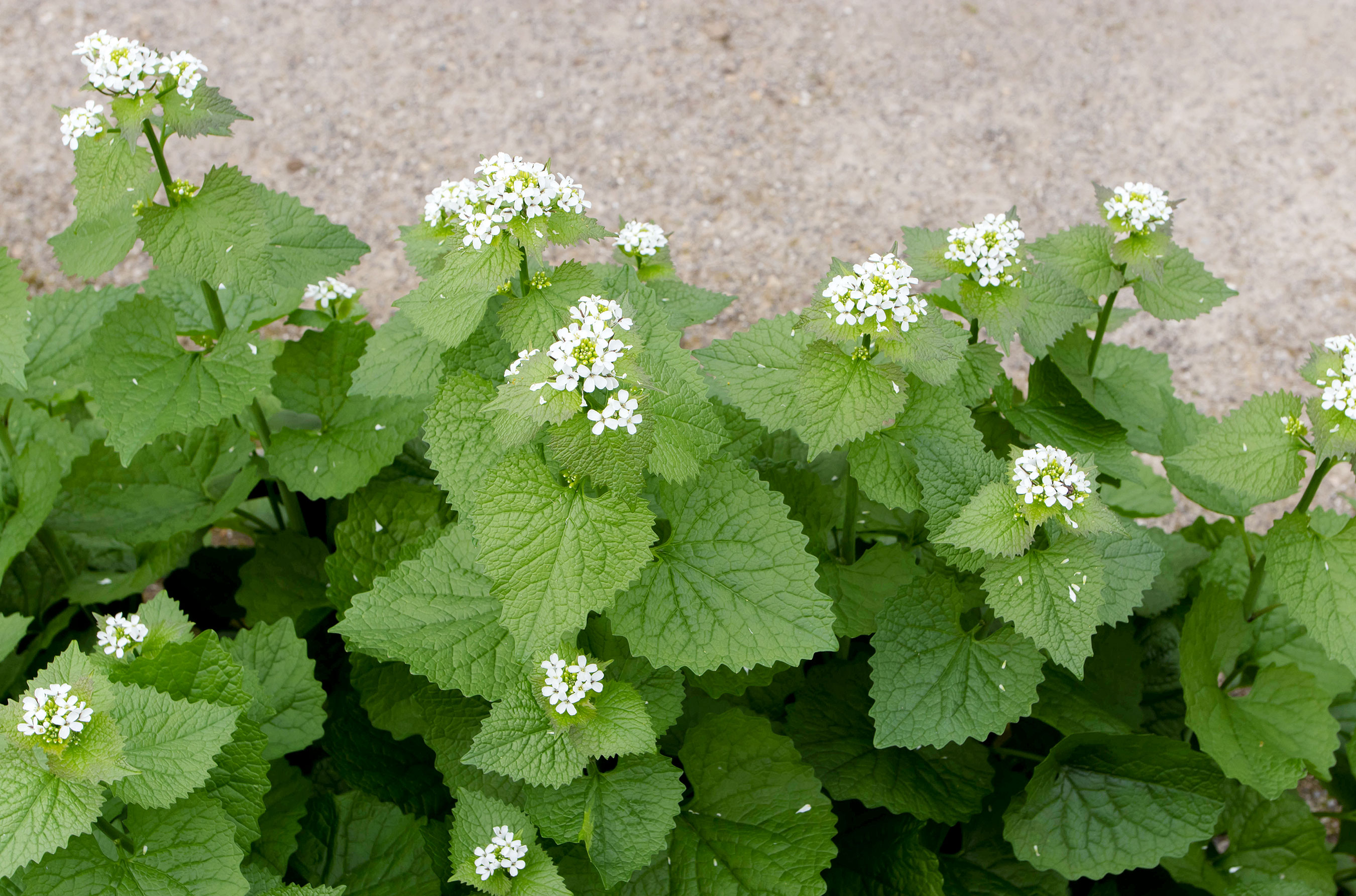 Garlic Mustard