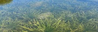 Water Solider Banner