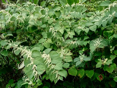 Japanese Knotweed