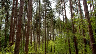 A serene walking trail winding through a dense forest of tall pine trees under a clear sky.