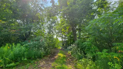 A serene walking path lined with lush green trees and shrubs under a bright clear sky.