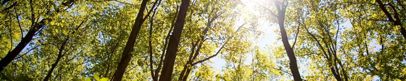 Interior Banner for Learn and Get Involved.